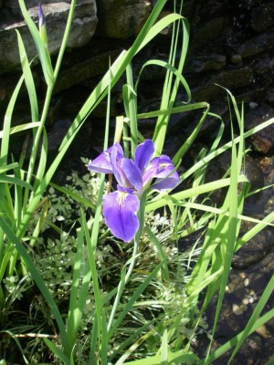Blue Flag Iris